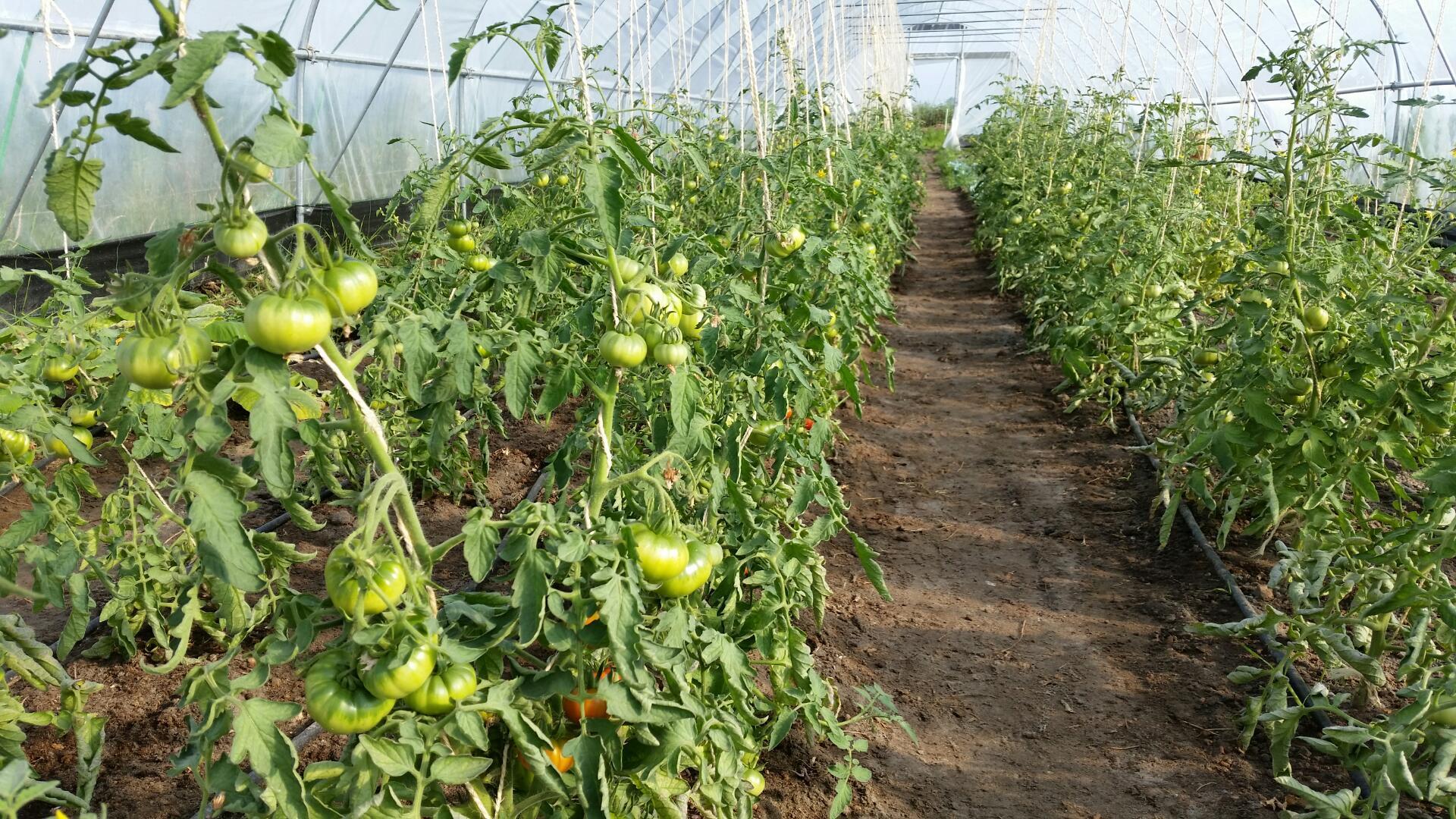 salt-tolerant,absorbency salt tolerant tomatoes