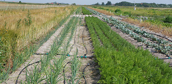 Research station Texel