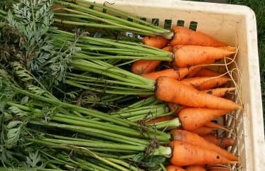 Kenya-carrots-internet.jpg